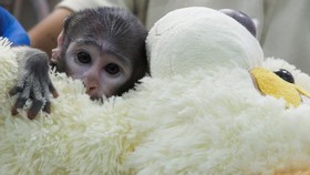 FOTO: Mirip Punch, Monyet di Meksiko Peluk Boneka Usai Dibuang Ibunya