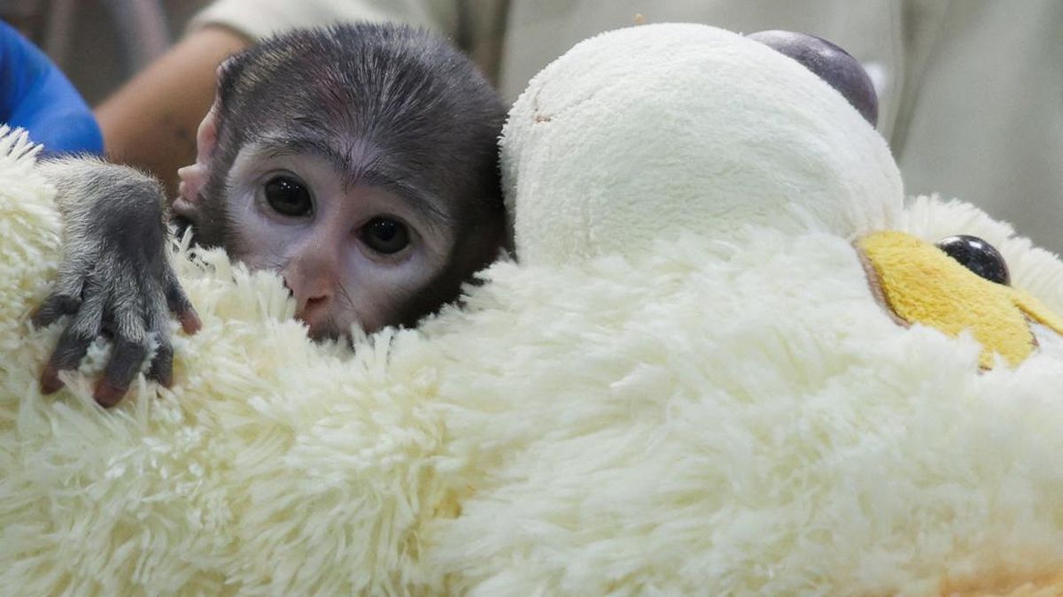 Foto: Mirip Punch, Monyet Di Meksiko Peluk Boneka Usai Dibuang Ibunya