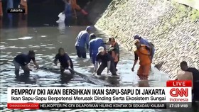 VIDEO: Pemprov DKI Akan Bersihkan Ikan Sapu-Sapu di Jakarta