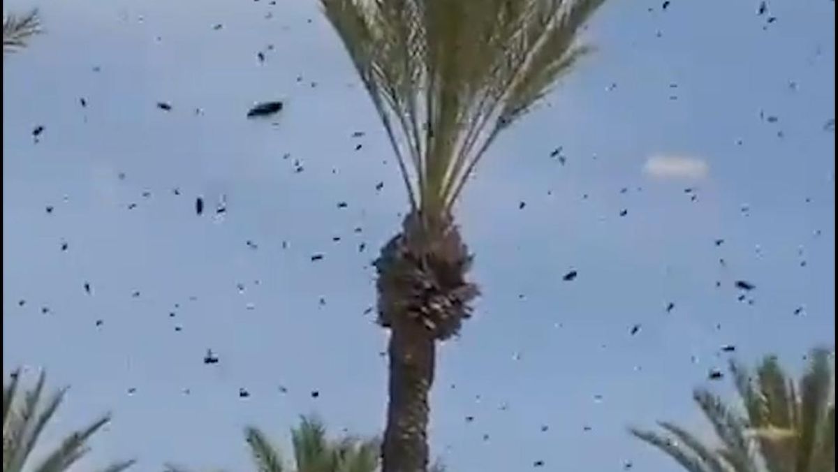 Ribuan Lebah Serbu Kota Netivot Israel, Netizen Kaitkan dengan Alkitab