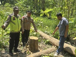 Maling Kayu Tewas Tertimpa Saat Tebang Pohon Milik Perhutani di Grobogan