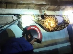 Ular Piton 6 Meter Nyelonong ke Rumah Warga Toddopuli Makassar Malam-malam
