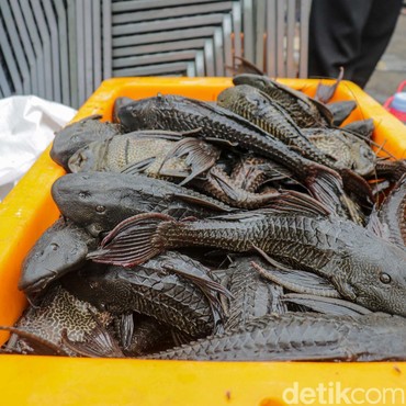 Bukan hanya Ikan Sapu-sapu, Jenis Ikan Ini juga Berbahaya dan Merugikan