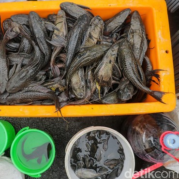 MUI Sentil Cara DKI Musnahkan Ikan Sapu-Sapu: Menimbulkan Penderitaan