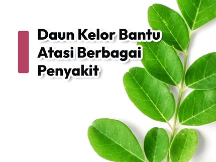 Daun Kelor Bantu Atasi Berbagai Penyakit