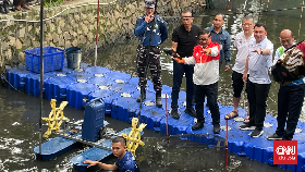 Jakarta Mulai Perang Basmi Ikan Sapu-Sapu Serentak di 5 Kota