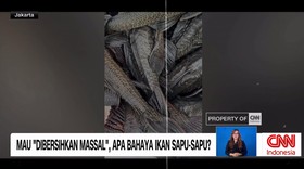 VIDEO: Bahaya Ikan Sapu-Sapu hingga Mau Dimusnahkan Massal