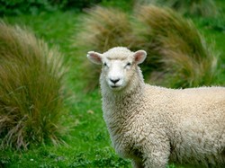 8 Contoh Proposal Pengajuan Hewan Kurban 2026 Lengkap Latar Belakang-RAB