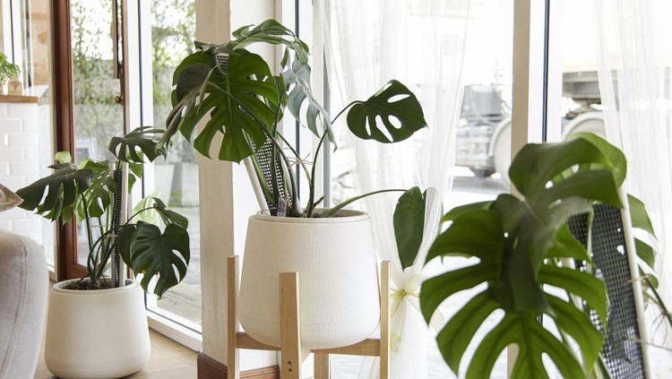 Interior of cozy home garden with fresh green monstera houseplant