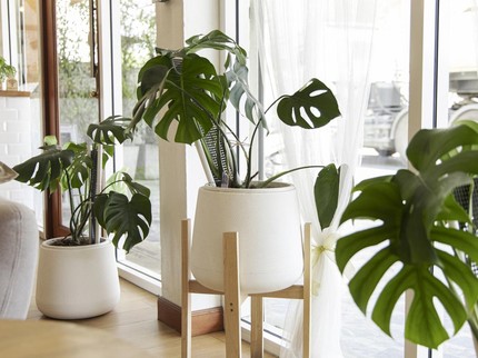 15 Jenis Tanaman Hias Monstera Terpopuler, Cocok untuk Hiasan Rumah Minimalis