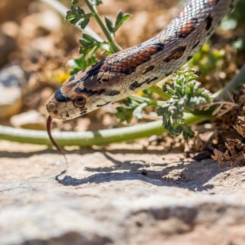 9 Tanaman untuk Bantu Usir Ular yang Perlu Disiapkan di Rumah 