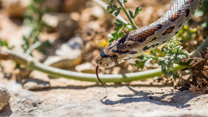 9 Tanaman untuk Bantu Usir Ular yang Perlu Disiapkan di Rumah 