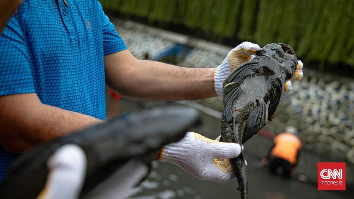 Satpol PP Tindak Lima Penjual Daging Ikan Sapu-sapu di Jakpus