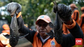 Kenapa Ikan Sapu-sapu Merusak Ekosistem? Ini Penjelasannya