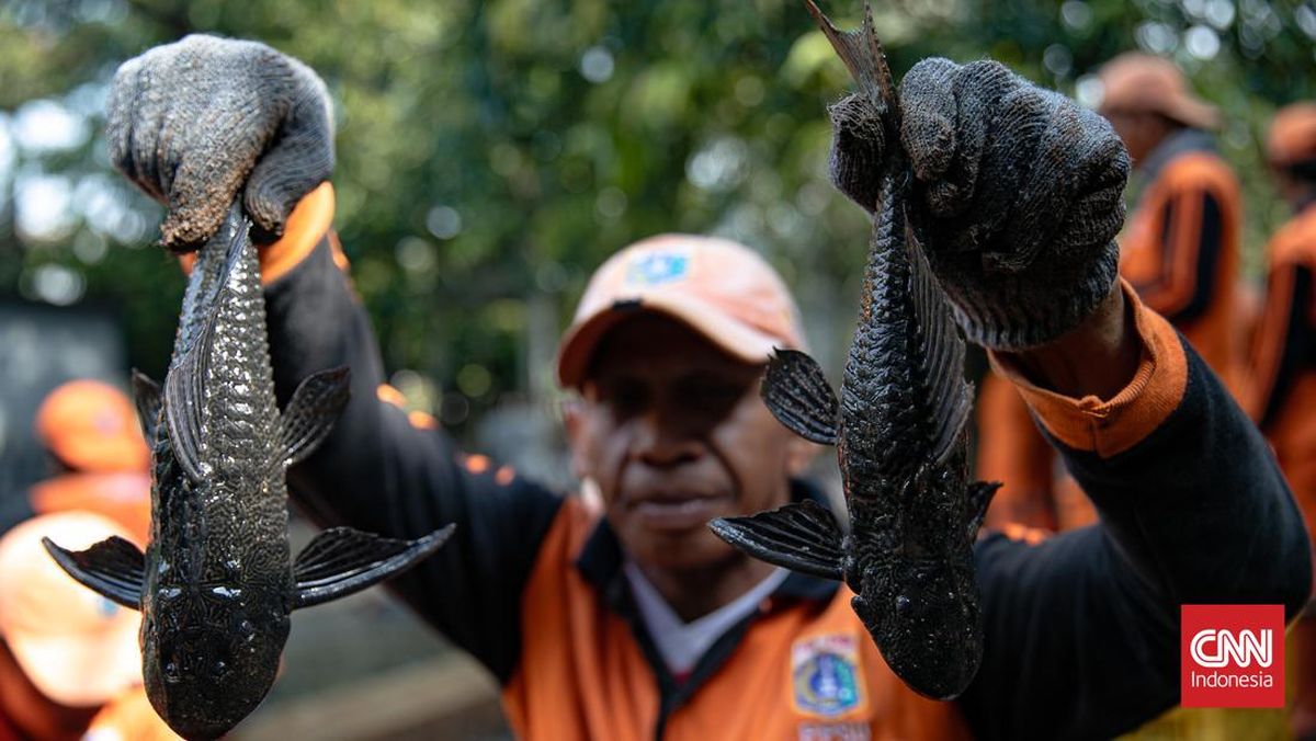 Kenapa Ikan Sapu-sapu Merusak Ekosistem? Ini Penjelasannya