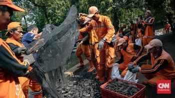 FOTO: Perang Jakarta Melawan Serbuan Sapu-Sapu