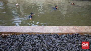 Bukan Cuma Sapu-sapu, Ikan-ikan Invasif Ini Juga Ada di Perairan RI