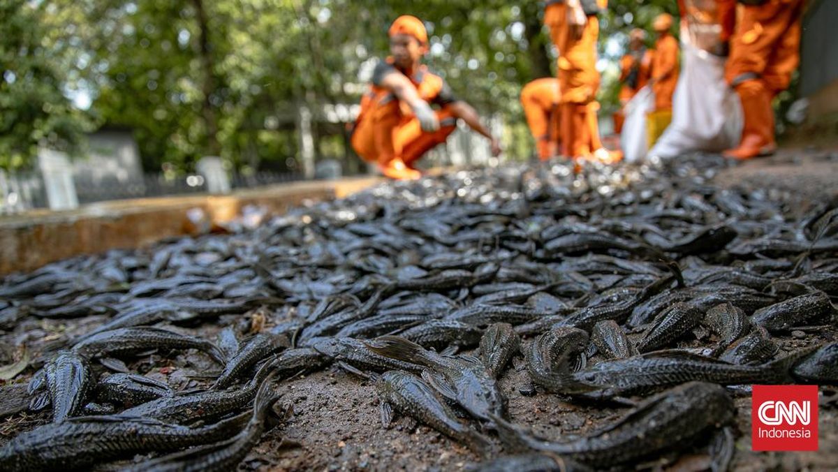 Perang Basmi Sapu-sapu Serentak, Jakarta Jaring 6,98 Ton Ikan Hari Ini