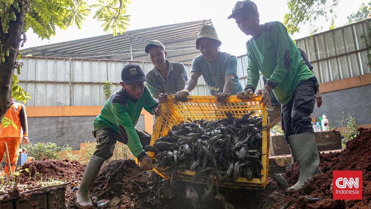 Pramono Respons Catatan MUI soal Ikan Sapu-Sapu Dikubur Hidup-Hidup