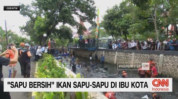 VIDEO: 'Sapu Bersih' Ikan Sapu-Sapu di Ibu Kota
