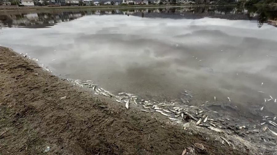 Ribuan ikan meninggal di Laguna Zapallar, Chili, diduga akibat rendahnya oksigen dan kelebihan nutrisi. (Tangkapan Layar Video Reuters/)