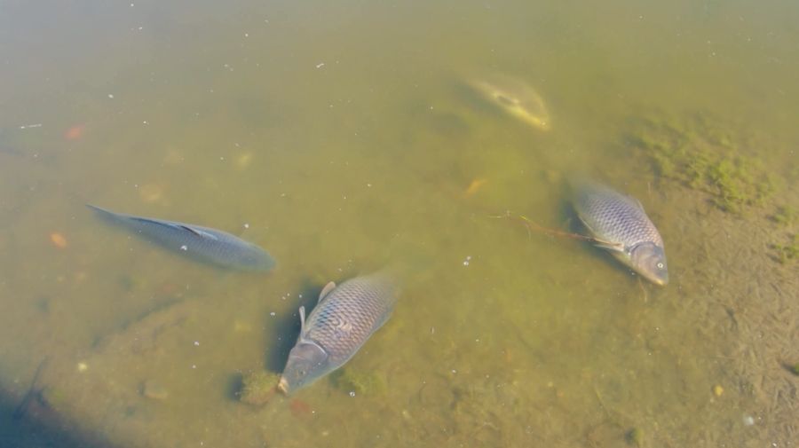 Ribuan ikan meninggal di Laguna Zapallar, Chili, diduga akibat rendahnya oksigen dan kelebihan nutrisi. (Tangkapan Layar Video Reuters/)