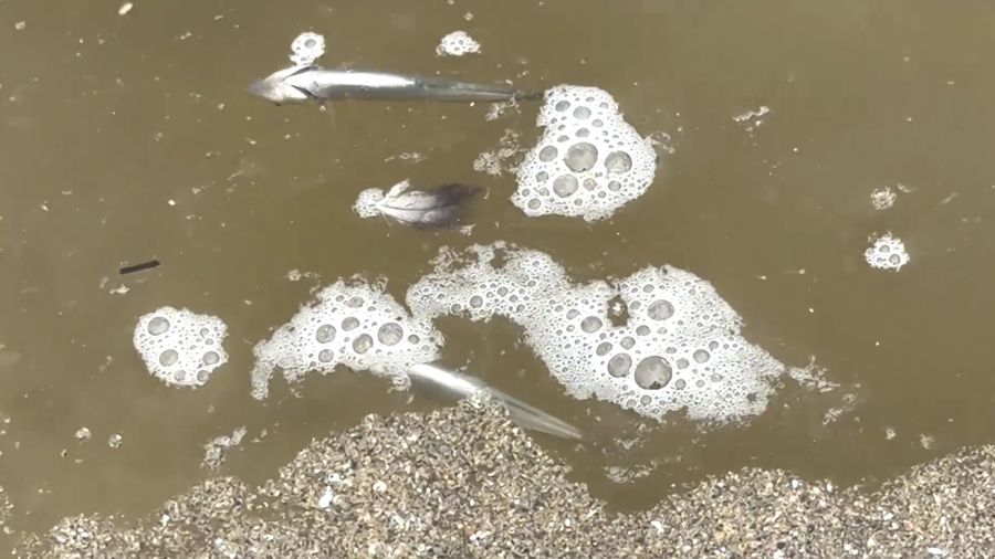 Ribuan ikan meninggal di Laguna Zapallar, Chili, diduga akibat rendahnya oksigen dan kelebihan nutrisi. (Tangkapan Layar Video Reuters/)