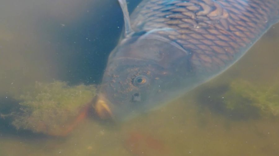 Ribuan ikan meninggal di Laguna Zapallar, Chili, diduga akibat rendahnya oksigen dan kelebihan nutrisi. (Tangkapan Layar Video Reuters/)
