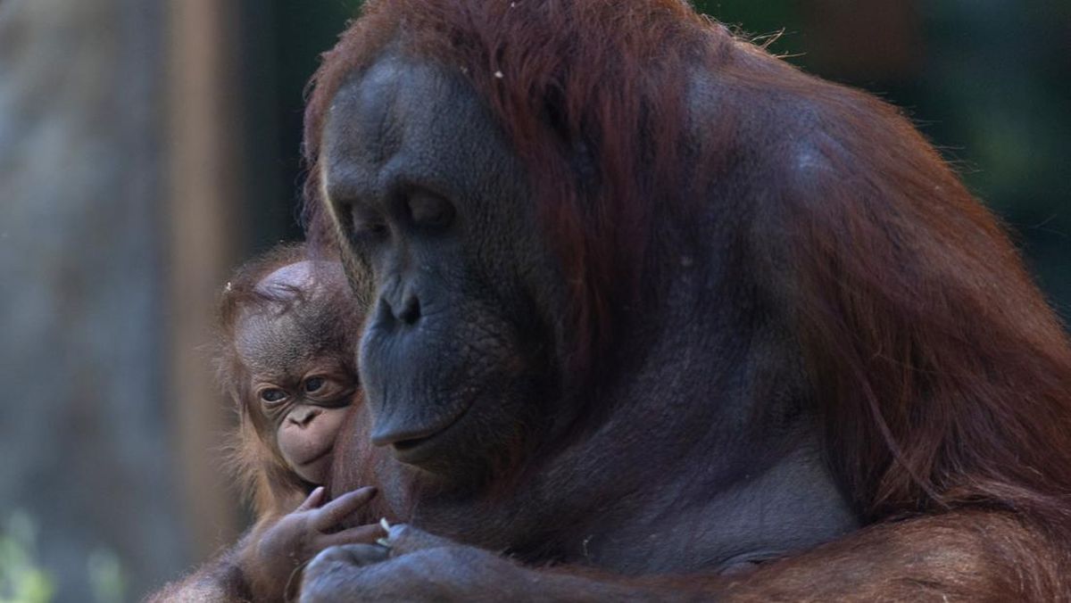 Orangutan Kalimantan Lahir Di Madrid Zoo, Induk Dijuluki Supermom