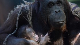 FOTO: Wajah Bayi Orangutan Kalimantan Lahir di Kebun Binatang Madrid