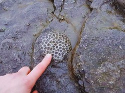 Hewan Tertua di Bumi Ditemukan, Usianya Hampir 900 Juta Tahun