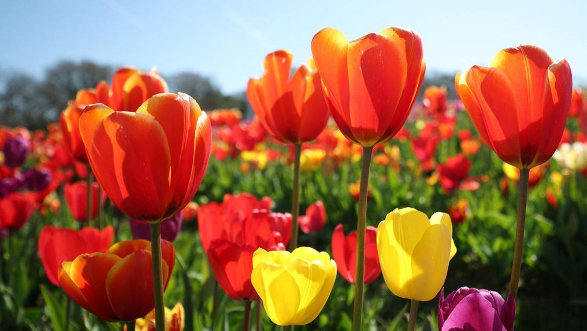 Foto: Musim Semi Penuh Warna Di Inggris