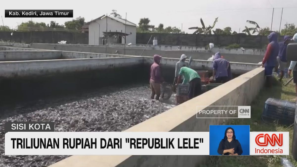 VIDEO: Triliunan Rupiah Dari 'Republik Lele'