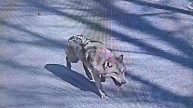 Proses pencarian berbagai pihak selama 9 hari membuahkan hasil. Neukgu, sang serigala, bisa pulang.