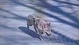 Serigala Kabur dari Kebun Binatang Korsel Berhasil Ditemukan