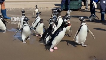 Momen 15 Penguin Dikembalikan ke Laut Argentina usai Rehabilitasi