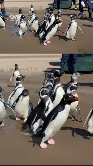 Momen 15 Penguin Dikembalikan ke Laut Argentina usai Rehabilitasi