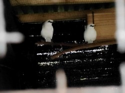 Kisah Egi Bersama Kelompok Kehati Pertiwi Lestari Konservasi Jalak Bali