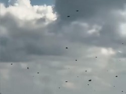 Fenomena Kawanan Lebah di Tol Bali Mandara, Ini Penjelasan BKSDA