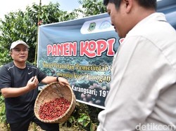 Dulu Dicibir, Kini Kopi Arabika Karangsari Kuningan Mendunia