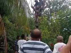 Petani Kupang Tewas di Atas Pohon Lamtoro Usai Tersengat Listrik