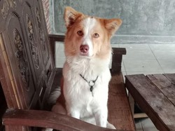 Anjingnya Hilang, Warga Klaten Ini Bikin Sayembara Berhadiah Rp 800 Ribu