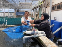 Perempuan di Banyuwangi Raup Puluhan Juta dari Budidaya Ikan Nila Modern