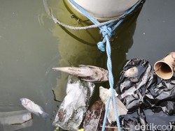 Warga Resah Ada Ikan Sapu-sapu di Polder Tawang Semarang: Rusak Pancing