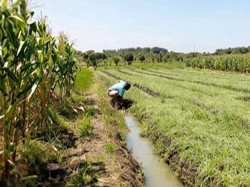 Sebulan Jelang Panen, Tanaman Bawang Milik Petani Nganjuk Tetiba Layu