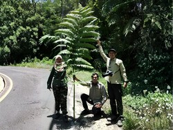 Peneliti Unej Identifikasi Tumbuhan Paku yang Eksis sejak 65 Juta Tahun Lalu