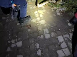 Hiii! Ular Piton 4 Meter Satroni Kos-kosan Banyumanik Semarang