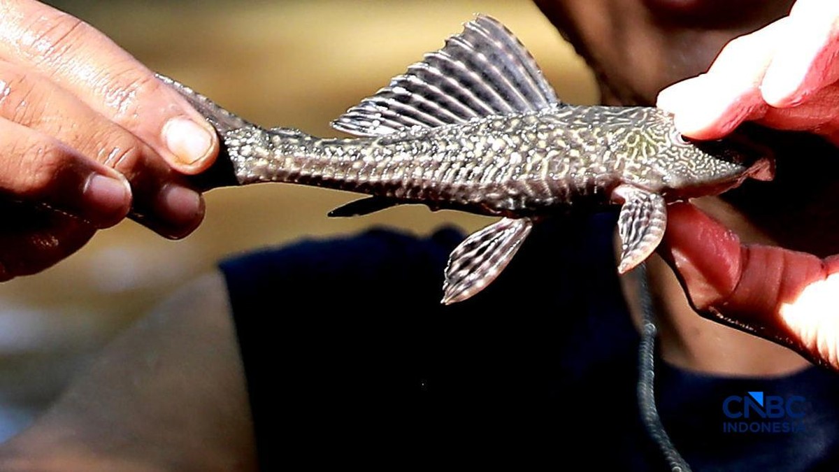 Jakarta Bersih-Bersih Ikan Sapu-Sapu, Anakan Sampai Indukan Diburu