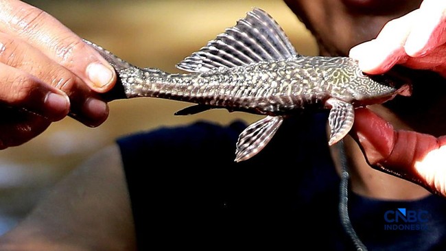 Jakarta Bersih-Bersih Ikan Sapu-Sapu, Anakan Sampai Indukan Diburu