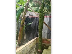 Unik! Pohon Pisang Bertandan 2,5 Meter Tumbuh di Bone Bolango Gorontalo